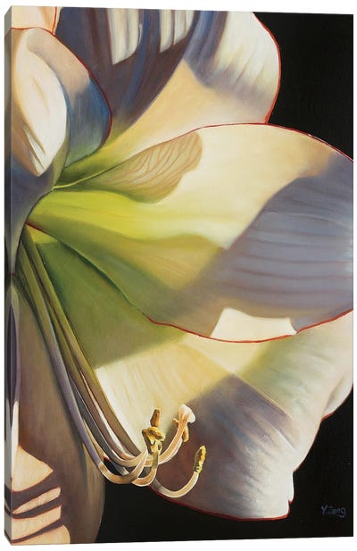 Picotee Flower Canvas Art Print - Similar to Georgia O'Keeffe