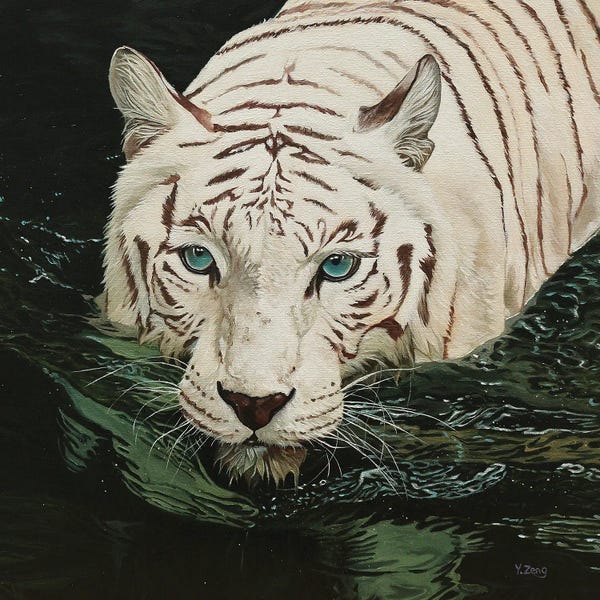 Fine Art Safari: White Tiger In Black Water by Yue Zeng