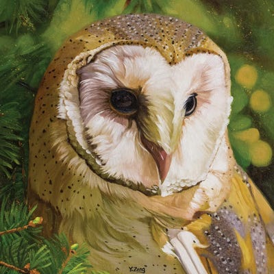Barn Owl by Yue Zeng canvas print