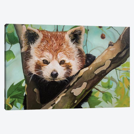 Red Panda Canvas Print #YZG53} by Yue Zeng Canvas Print