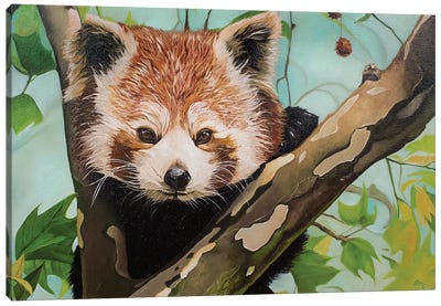 Red Panda Canvas Art Print - Yue Zeng