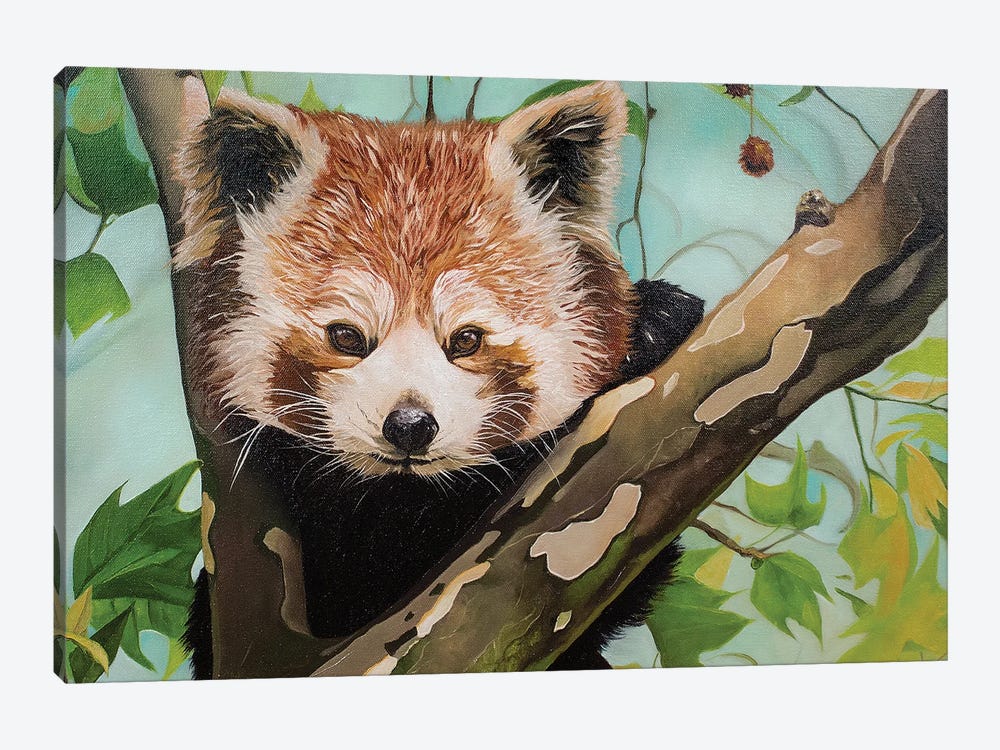 Red Panda by Yue Zeng 1-piece Canvas Artwork