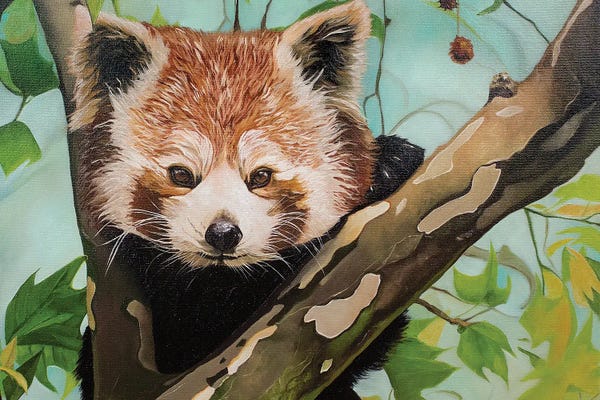 Red Panda