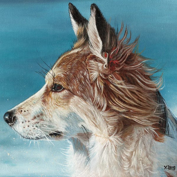 Corgis: Corgi Profile by Yue Zeng