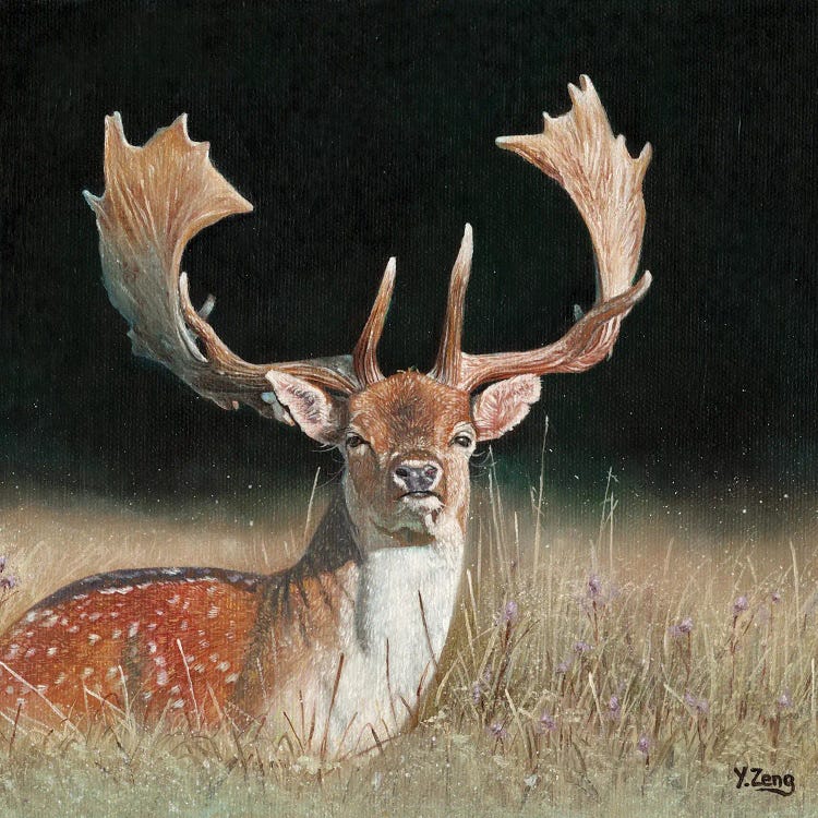 Fallow Deer