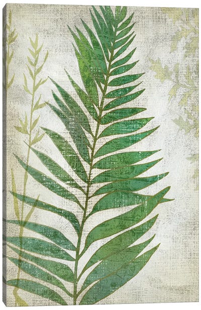 Frond I Canvas Art Print - Ferns