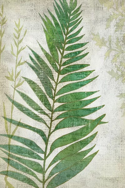 Ferns: Frond I by Chariklia Zarris