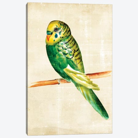 Fanciful Birds III Canvas Print #ZAR25} by Chariklia Zarris Canvas Art