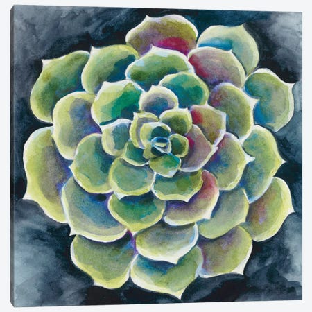 Succulent Rosette II Canvas Print #ZAR331} by Chariklia Zarris Canvas Artwork