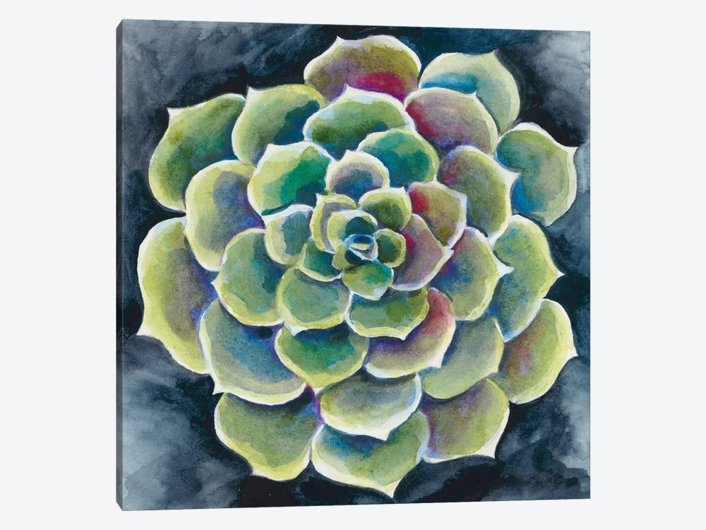 Succulent Rosette II by Chariklia Zarris 1-piece Canvas Art