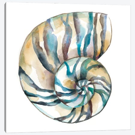 Aquarelle Shells II Canvas Print #ZAR780} by Chariklia Zarris Canvas Art Print