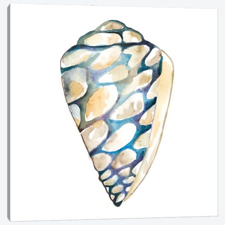 Aquarelle Shells III Canvas Print #ZAR781} by Chariklia Zarris Canvas Print