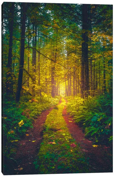 The Forest Of Dreams Canvas Art Print - Zach Doehler