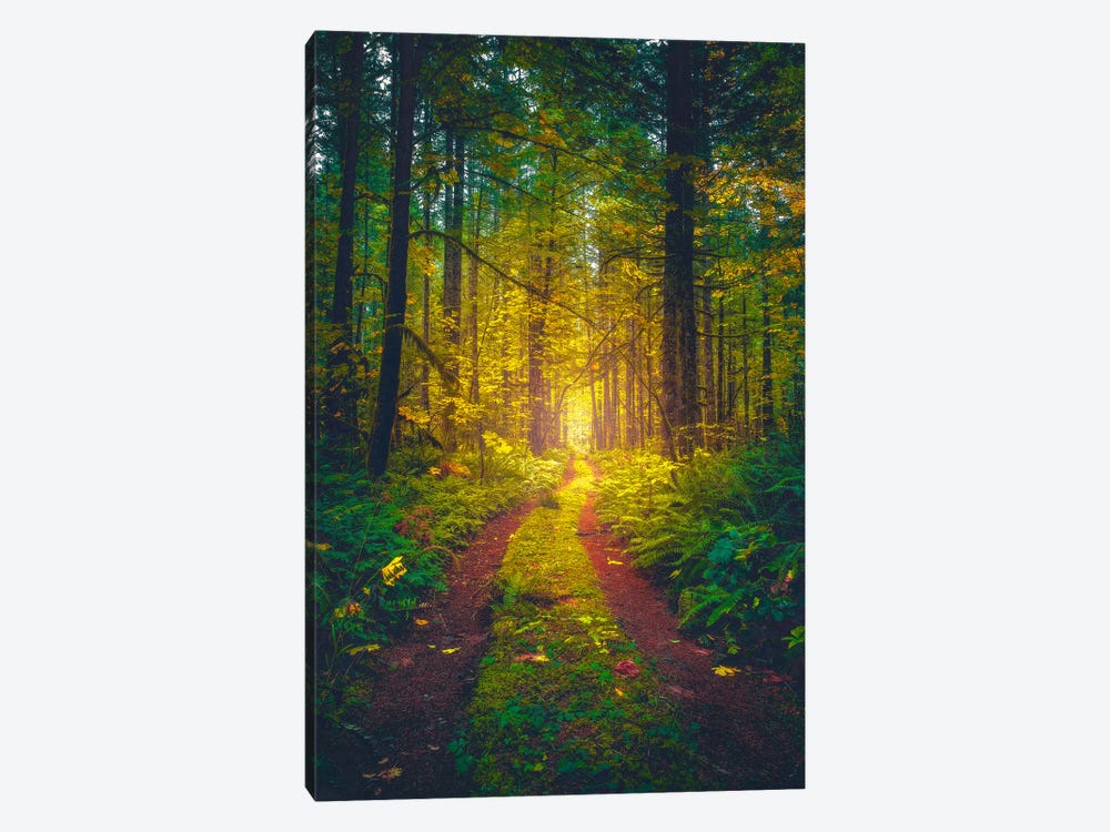 The Forest Of Dreams by Zach Doehler 1-piece Canvas Art