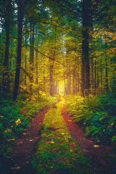 Trails, Paths & Roads: The Forest Of Dreams by Zach Doehler