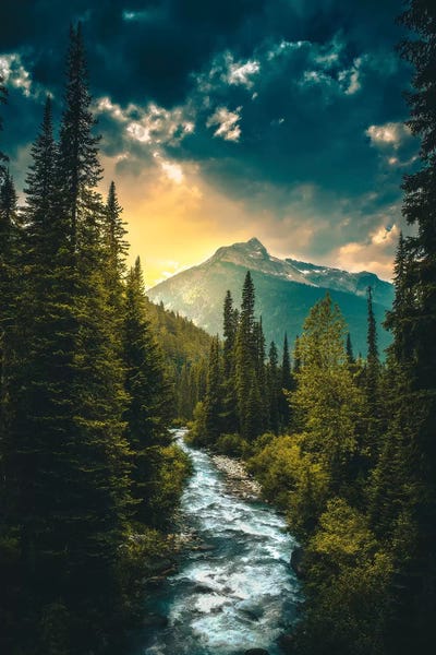 Pine Trees: Where The River Flows by Zach Doehler