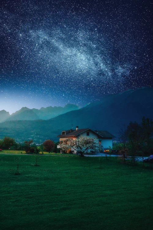 Countryside Cosmos