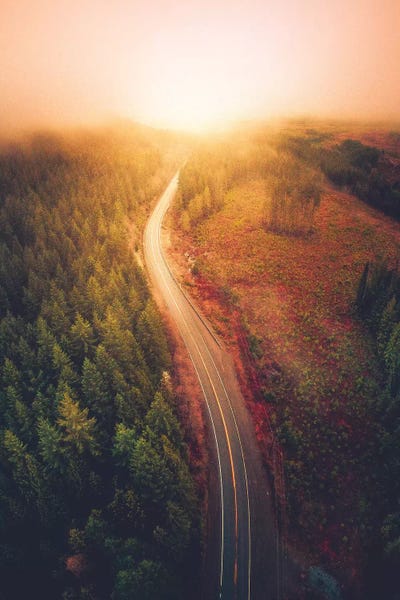 Evergreen Trees: Guided By Light by Zach Doehler