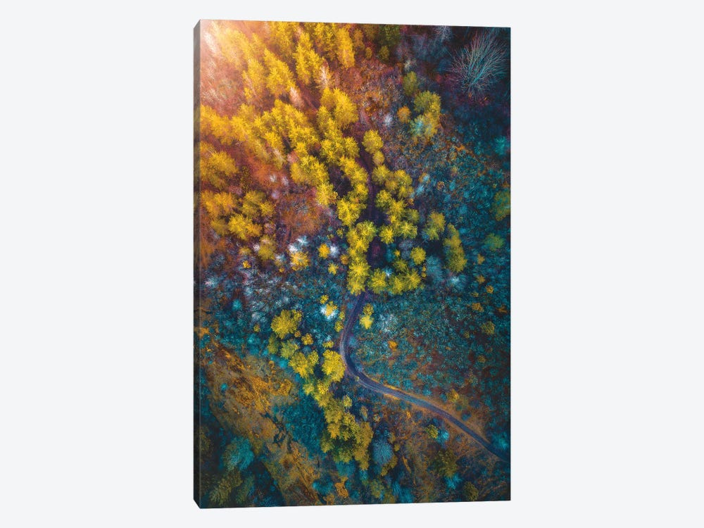 Into The Forest by Zach Doehler 1-piece Canvas Print