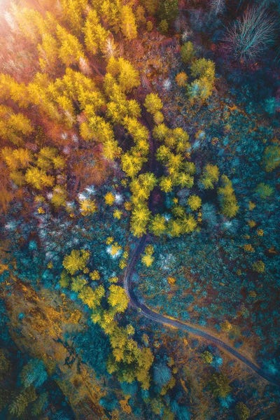 Evergreen Trees: Into The Forest by Zach Doehler