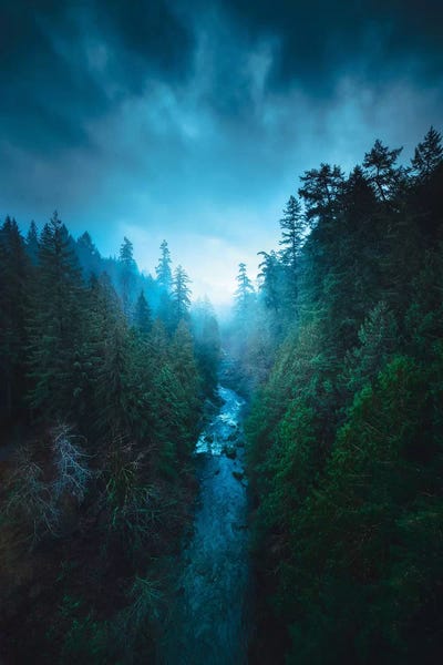Evergreen Trees: The River Of Light by Zach Doehler