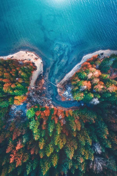 Evergreen Trees: Patterns of Nature by Zach Doehler