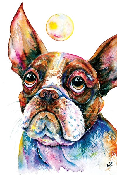 Boston Terriers: Boston Terrier Watching Soap Bubble   by Zaira Dzhaubaeva