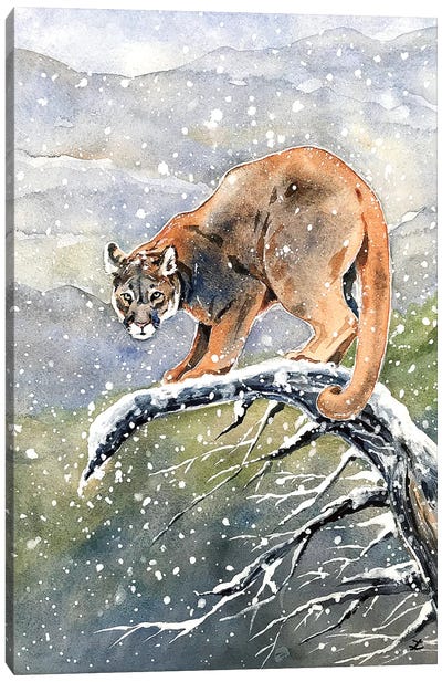 Cougar Watercolor  Canvas Art Print - Cougars