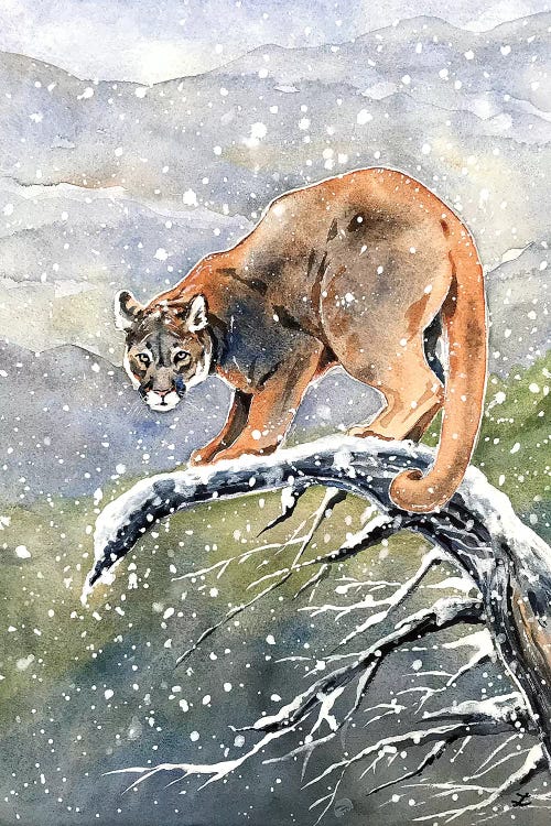 Cougar Watercolor  by Zaira Dzhaubaeva wall art