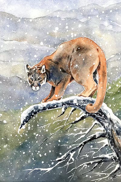 Cougars: Cougar Watercolor  by Zaira Dzhaubaeva