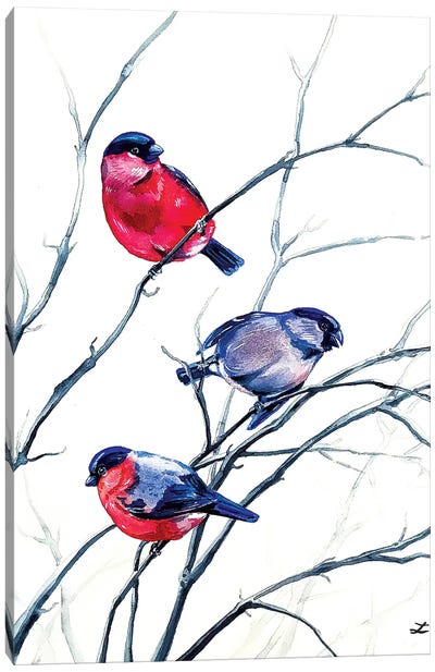 Eurasian Bullfinches Watercolor   Canvas Art Print - Zaira Dzhaubaeva