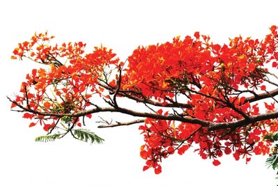 Flamboyant by Zaira Dzhaubaeva framed canvas print