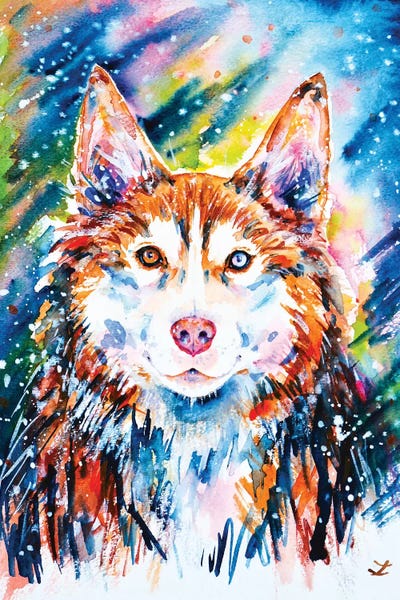 Siberian Huskies: Husky by Zaira Dzhaubaeva