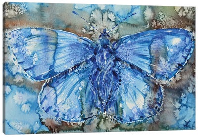 Adonis Blue Canvas Art Print - Blue & Gray Art