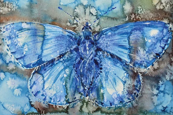 Zaira Dzhaubaeva: Adonis Blue by Zaira Dzhaubaeva