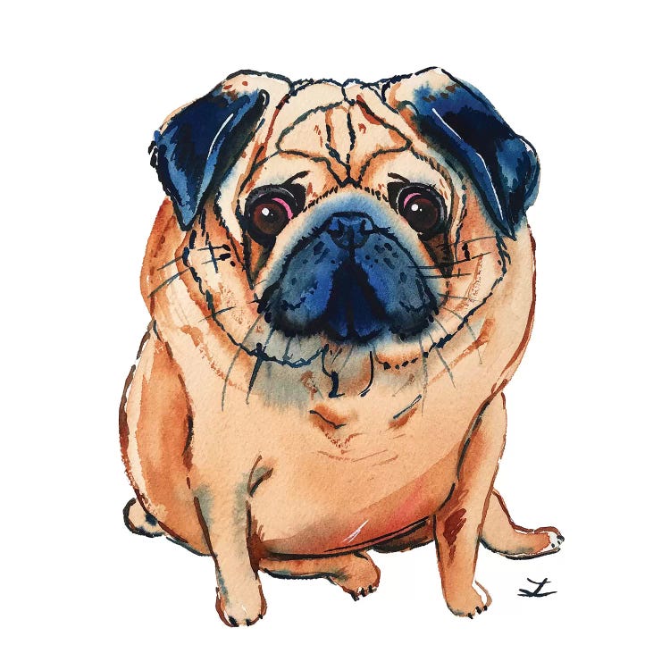 Pug