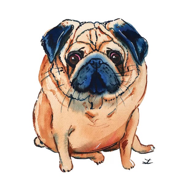 Pugs: Pug by Zaira Dzhaubaeva