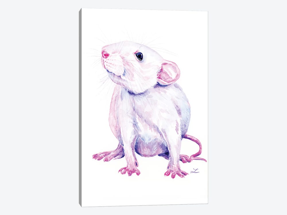 White Rat by Zaira Dzhaubaeva 1-piece Canvas Print
