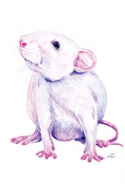 Rats: White Rat by Zaira Dzhaubaeva