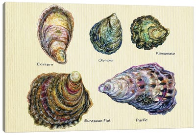 Oyster Types Canvas Art Print - Seafood Art