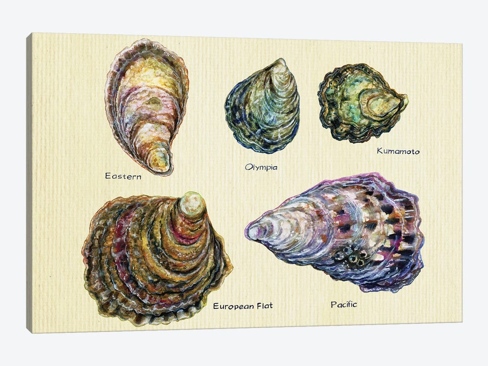 Oyster Types by Zaira Dzhaubaeva 1-piece Canvas Artwork