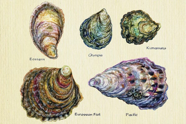Zaira Dzhaubaeva: Oyster Types by Zaira Dzhaubaeva