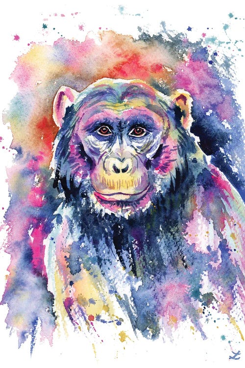 Chimpanzee