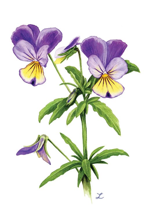 Wild Pansies by Zaira Dzhaubaeva canvas print