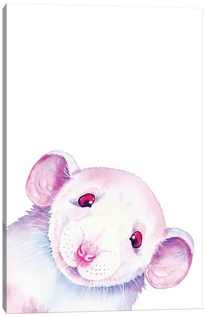 White Rat Peekaboo Canvas Art Print - Zaira Dzhaubaeva
