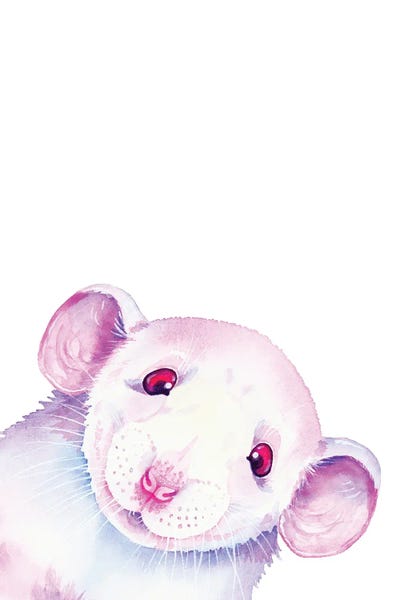Rats: White Rat Peekaboo by Zaira Dzhaubaeva