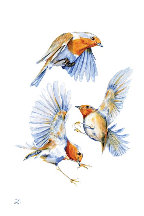 Three Robins