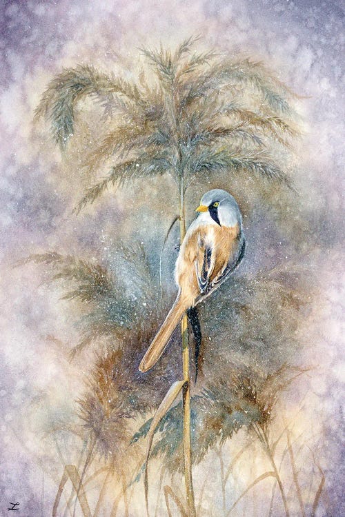 Bearded Reedling