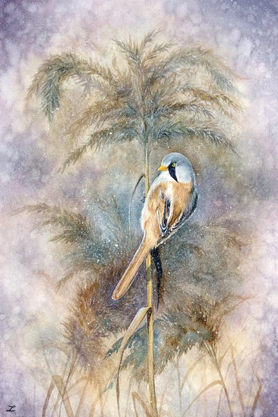 Zaira Dzhaubaeva: Bearded Reedling by Zaira Dzhaubaeva
