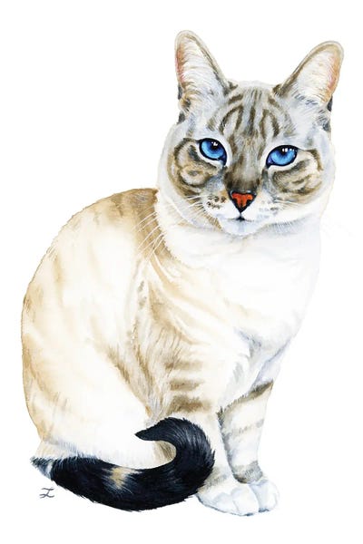 Tiramisu The Blue-Eyed Cat by Zaira Dzhaubaeva framed canvas print